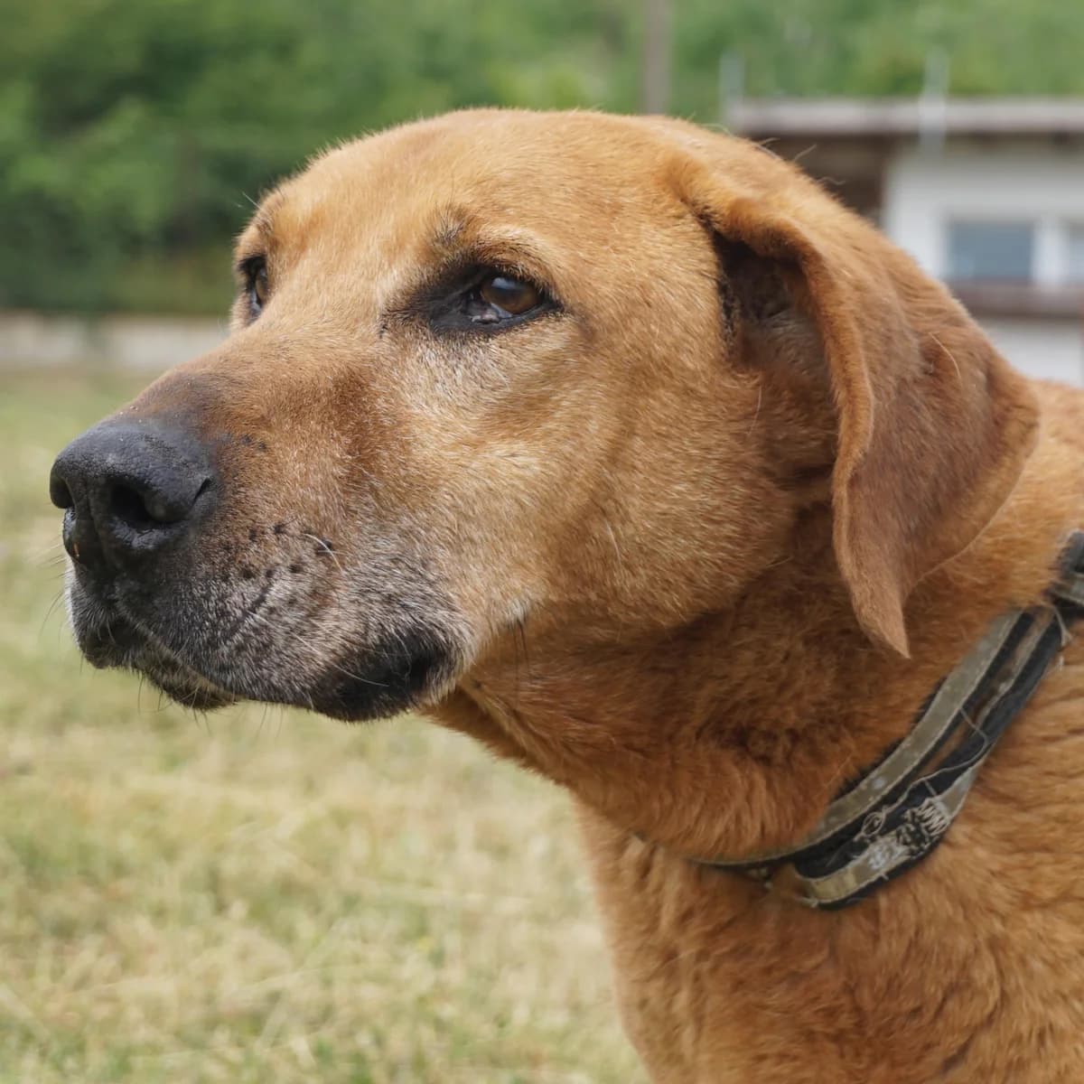 Mrskorod, gold male senior Mixed Breed for adoption at Tierschutzverein Franz von Assisi e.V.