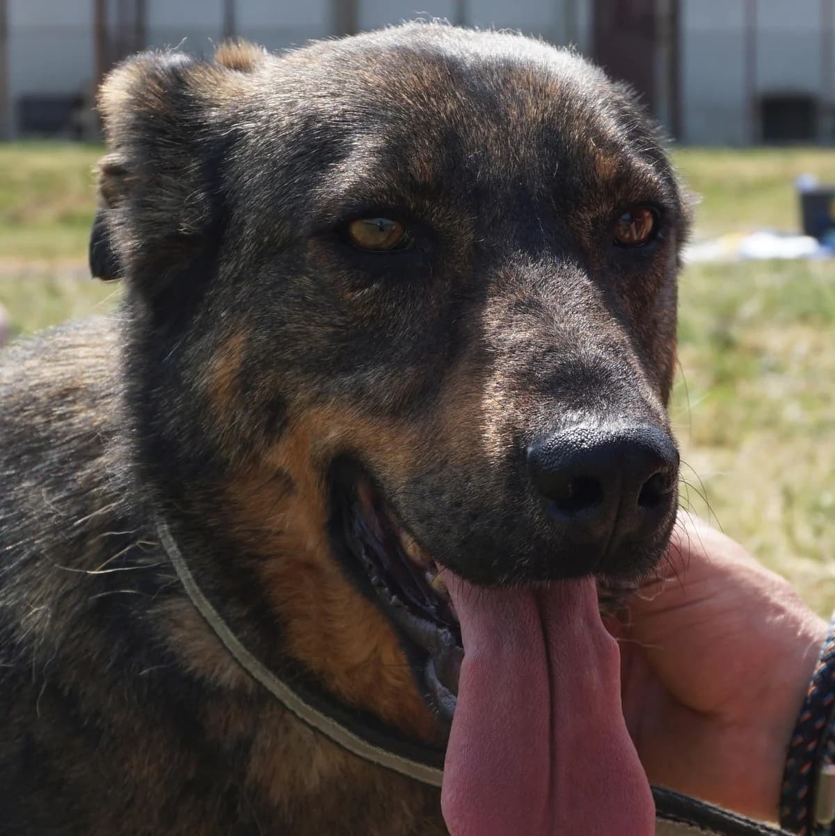 Molly, schwarz female 5yo Mixed Breed for adoption at Tierschutzverein Franz von Assisi e.V.