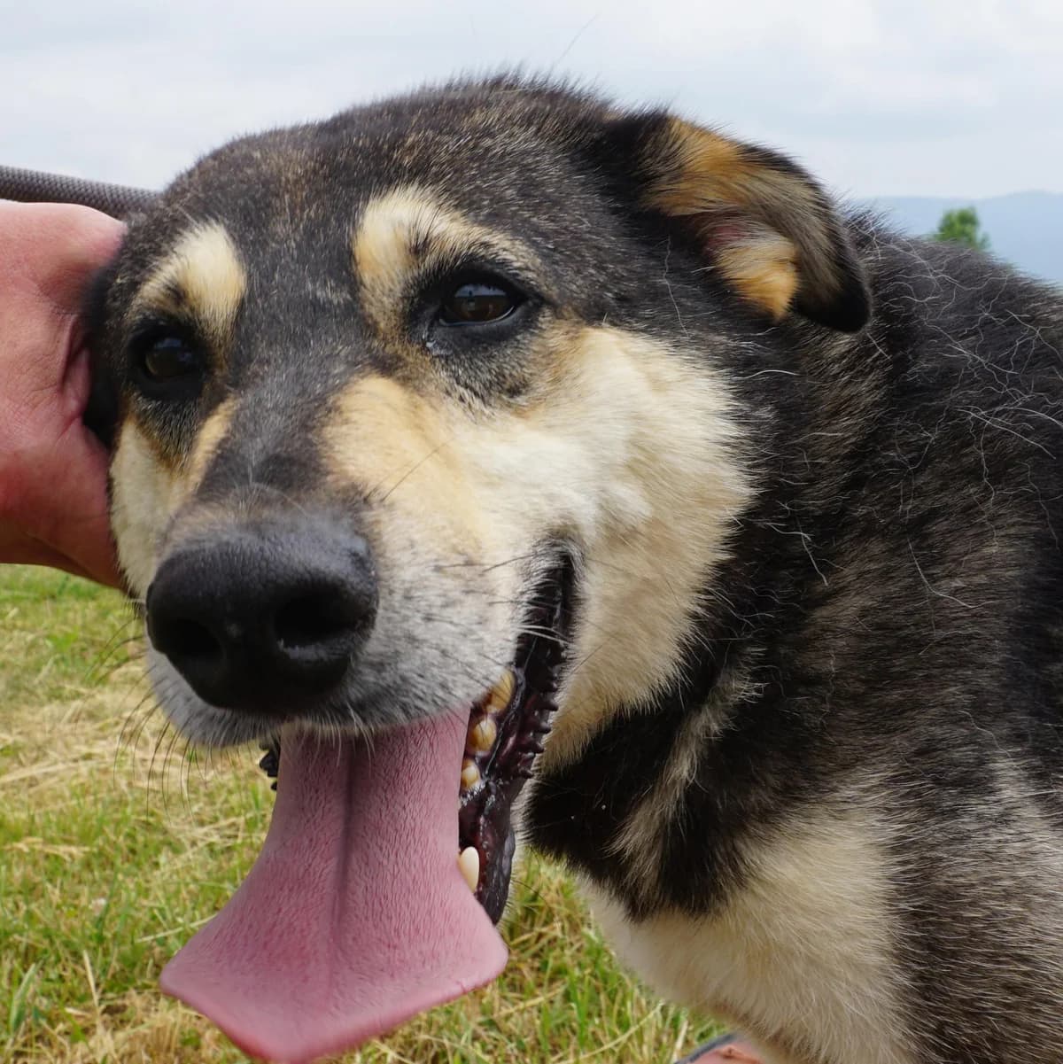Ayo, male 5yo Mixed Breed for adoption at Tierschutzverein Franz von Assisi e.V.