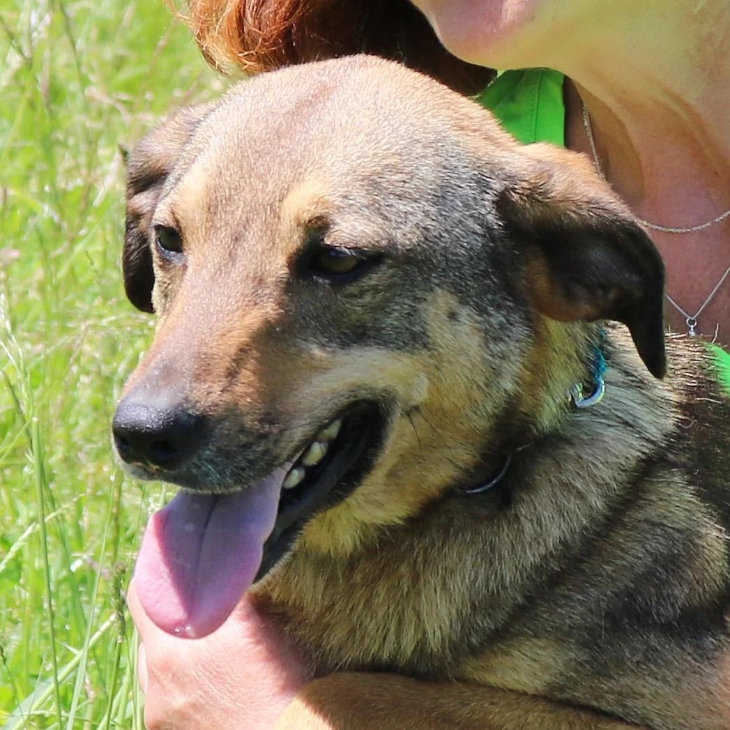 Minka, female 3yo Mixed Breed for adoption at Tierschutzverein Franz von Assisi e.V.