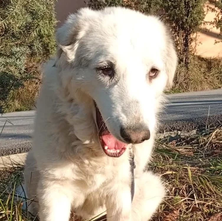 Beauty, weiß female young Mixed Breed for adoption at Tierschutzverein Franz von Assisi e.V.