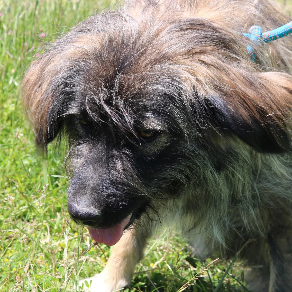 Magnolia, female young Mixed Breed for adoption at Tierschutzverein Franz von Assisi e.V.