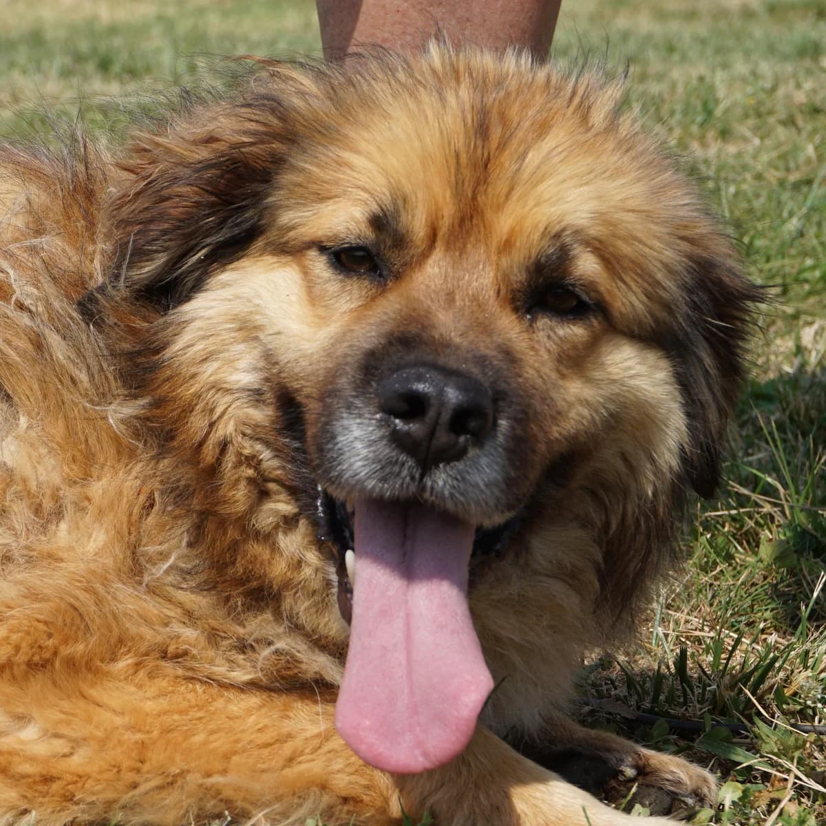 Lu, female 7yo Mixed Breed for adoption at Tierschutzverein Franz von Assisi e.V.