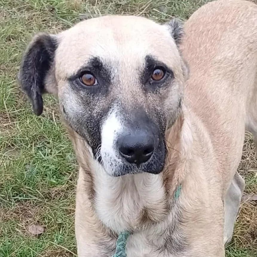 Krox, male young Mixed Breed for adoption at Tierschutzverein Franz von Assisi e.V.