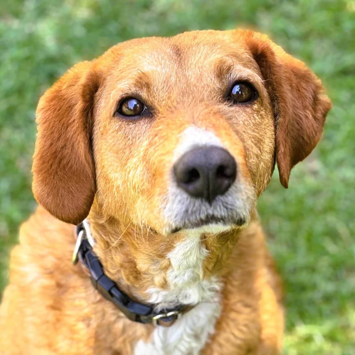 Iskra, female 4yo Mixed Breed for adoption at Tierschutzverein Franz von Assisi e.V.