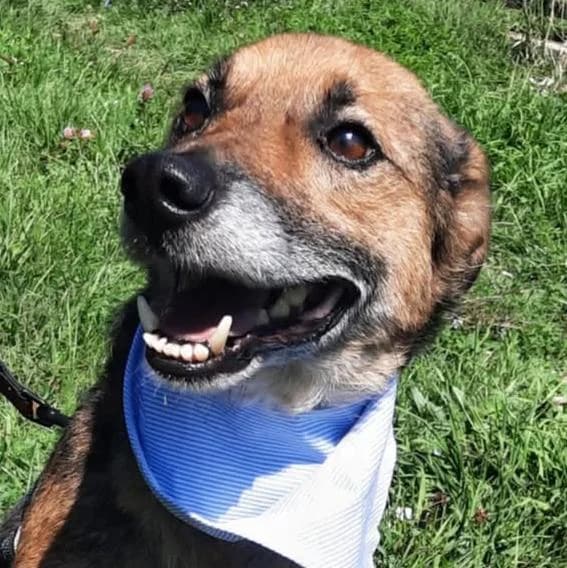 Charlie, male 5yo Mixed Breed for adoption at Tierschutzverein Franz von Assisi e.V.