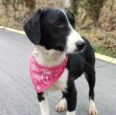 Princess, female young Mixed Breed for adoption at Tierschutzverein Franz von Assisi e.V.