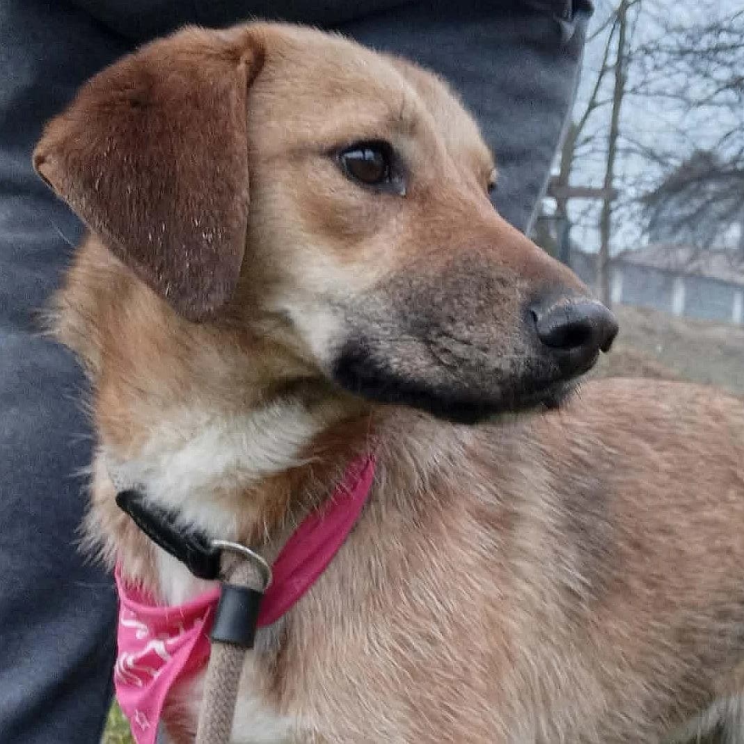 Caipi, female young Mixed Breed for adoption at Tierschutzverein Franz von Assisi e.V.