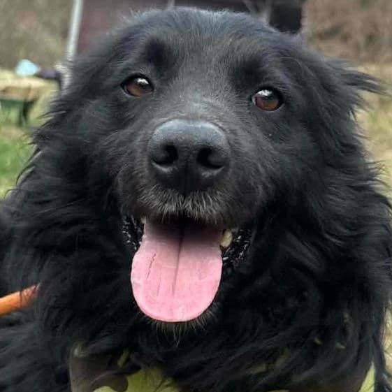 Gavros, male young Mixed Breed for adoption at Tierschutzverein Franz von Assisi e.V.