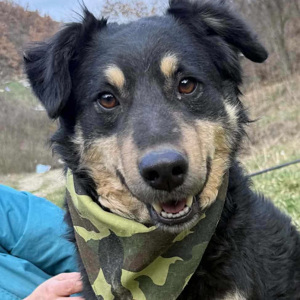Mrki, male 3yo Mixed Breed for adoption at Tierschutzverein Franz von Assisi e.V.