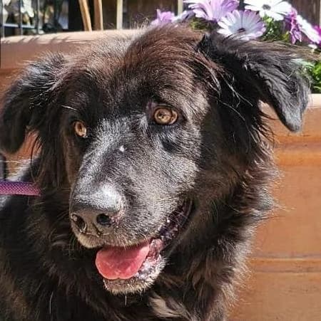 Sirius Black, male 7yo Mixed Breed for adoption at Tierschutzverein Franz von Assisi e.V.