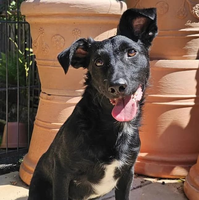Dino, male young Mixed Breed for adoption at Tierschutzverein Franz von Assisi e.V.
