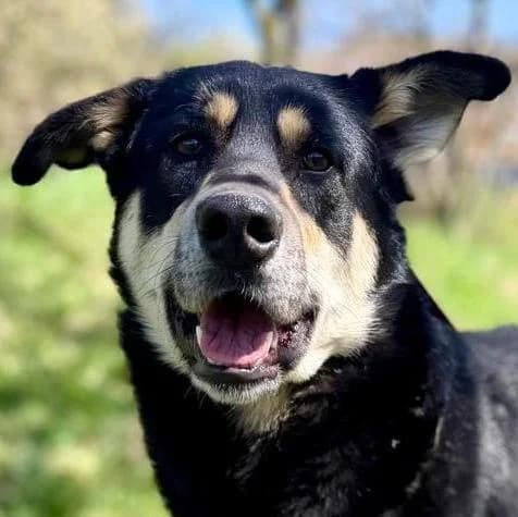 Usko, male young Mixed Breed for adoption at Tierschutzverein Franz von Assisi e.V.