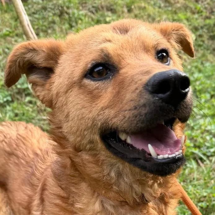Zuco, male Mixed Breed for adoption at Tierschutzverein Franz von Assisi e.V.