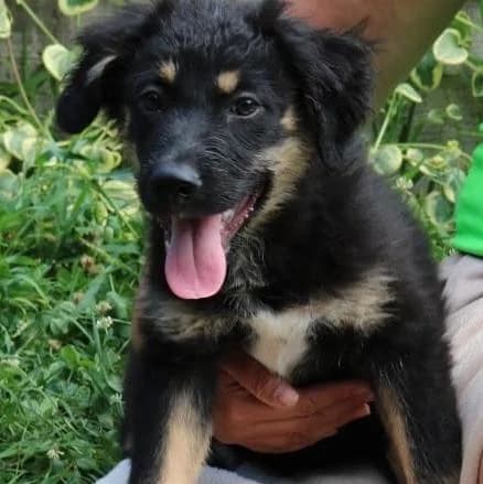 Ari, male Mixed Breed for adoption at Tierschutzverein Franz von Assisi e.V.
