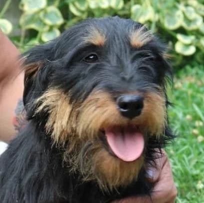 Rihanna, female young Mixed Breed for adoption at Tierschutzverein Franz von Assisi e.V.