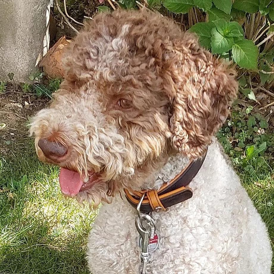VERMITTLUNGSHILFE, male 3yo Mixed Breed for adoption at Tierschutzverein Franz von Assisi e.V.
