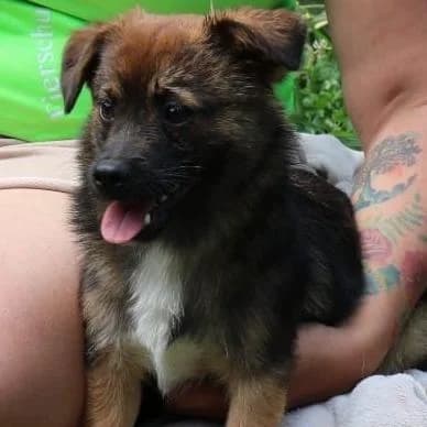 Otto, male Mixed Breed for adoption at Tierschutzverein Franz von Assisi e.V.