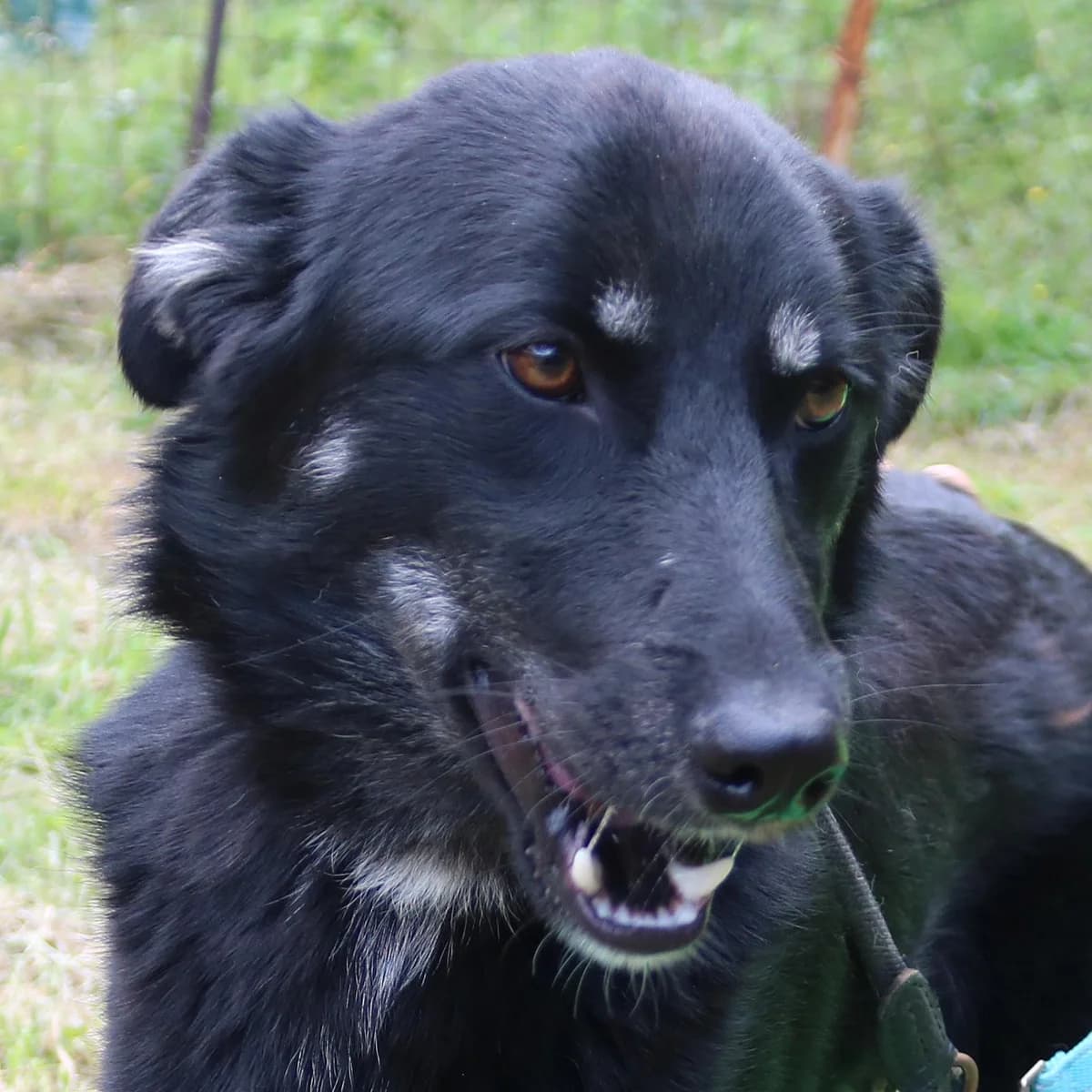 Patrick, schwarz male young Mixed Breed for adoption at Tierschutzverein Franz von Assisi e.V.