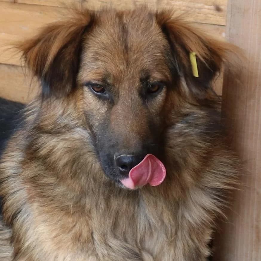 Roosevelt, braun male young Mixed Breed for adoption at Tierschutzverein Franz von Assisi e.V.