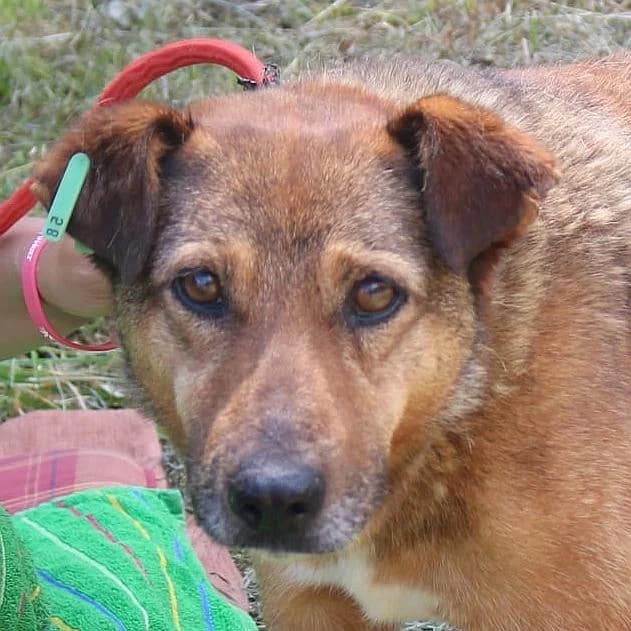 Scooby, male senior Mixed Breed for adoption at Tierschutzverein Franz von Assisi e.V.