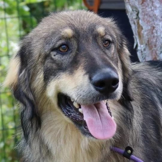 Isaac Newton, male Mixed Breed for adoption at Tierschutzverein Franz von Assisi e.V.