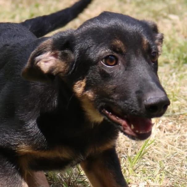 Jon Bon Jovi, male puppy Mixed Breed for adoption at Tierschutzverein Franz von Assisi e.V.