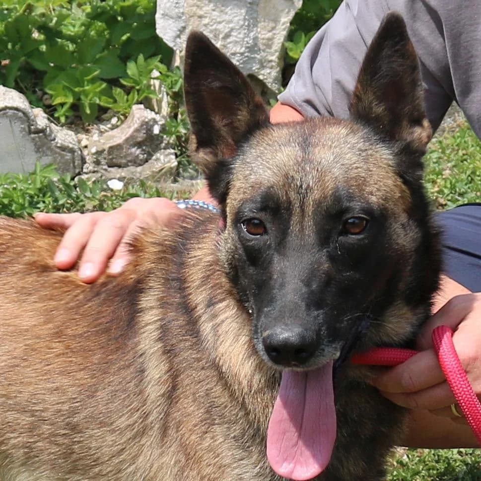 Grace, female young Mixed Breed for adoption at Tierschutzverein Franz von Assisi e.V.