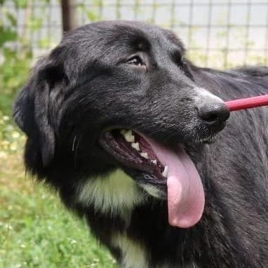 Charles, weiß male Mixed Breed for adoption at Tierschutzverein Franz von Assisi e.V.