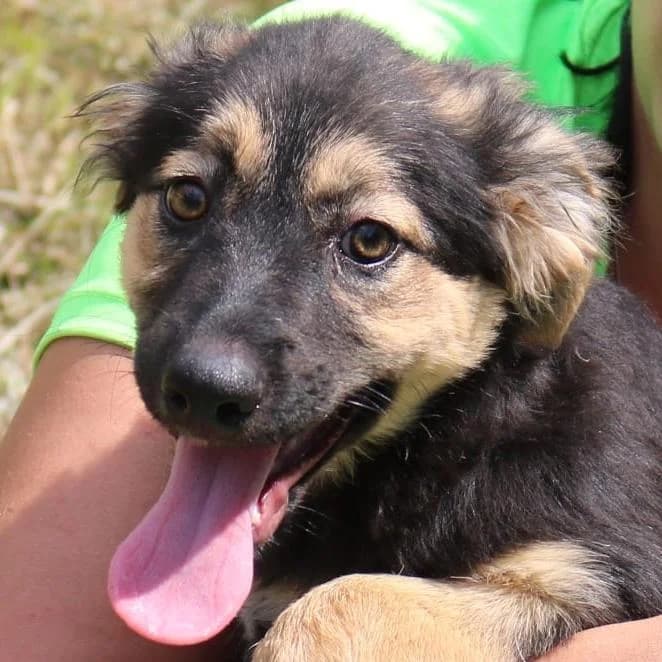 Miley Cyrus, female Mixed Breed for adoption at Tierschutzverein Franz von Assisi e.V.