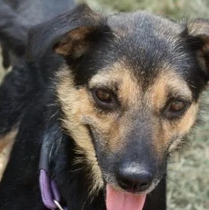Mila, female young Mixed Breed for adoption at Tierschutzverein Franz von Assisi e.V.