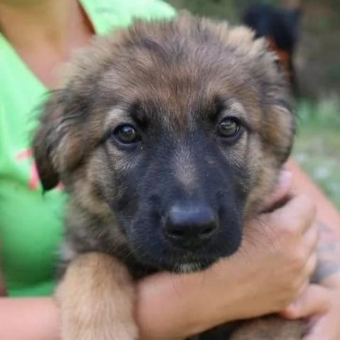 Welpe Ali, male puppy Mixed Breed for adoption at Tierschutzverein Franz von Assisi e.V.