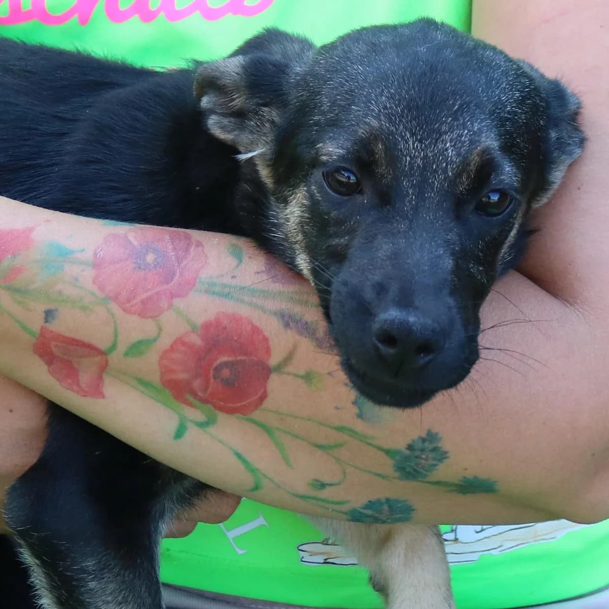 Welpe Asia, female puppy Mixed Breed for adoption at Tierschutzverein Franz von Assisi e.V.
