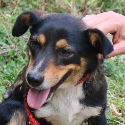 Sladja, female young Mixed Breed for adoption at Tierschutzverein Franz von Assisi e.V.