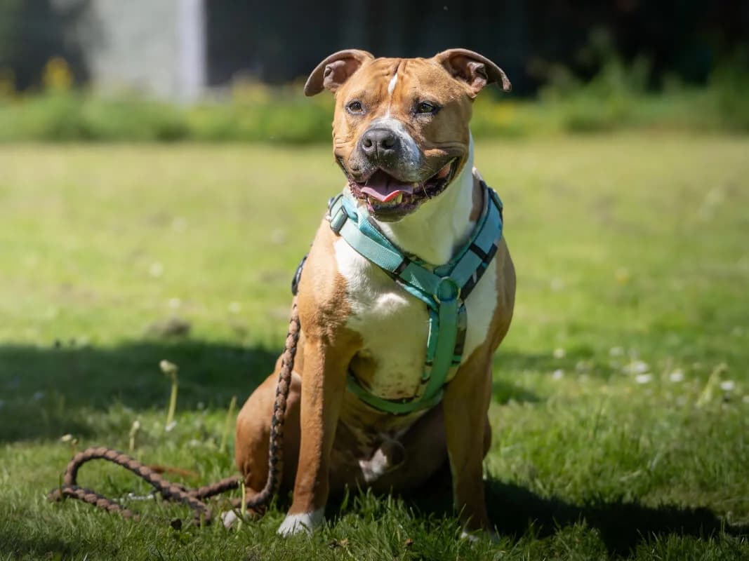 Nehmen Sie Kontakt zu uns auf, male 5yo Staffordshire Bull Terrier for adoption at Tierschutzverein Freiburg, Freiburg