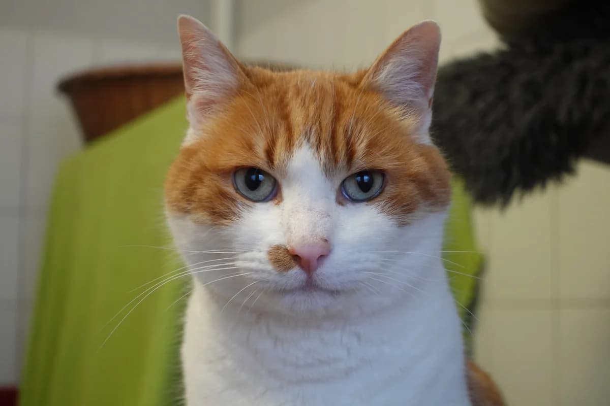 Nehmen Sie Kontakt zu uns auf, male 4yo Mixed Breed for adoption at Tierschutzverein Freiburg, Freiburg