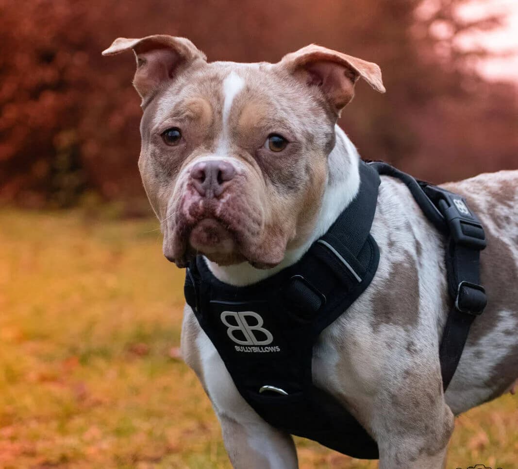 Nehmen Sie Kontakt zu uns auf, female 5yo mixed breed for adoption at Tierschutzverein Freiburg, Freiburg