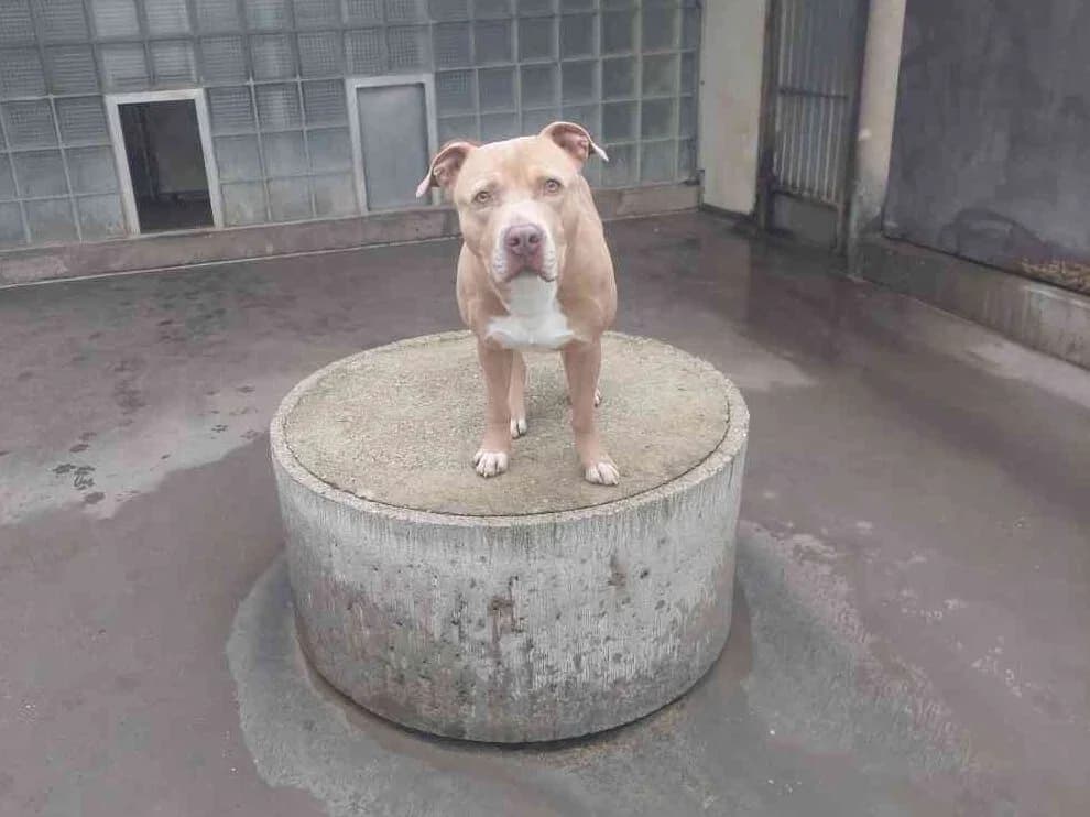 Nehmen Sie Kontakt zu uns auf, male 5yo American Staffordshire Terrier for adoption at Tierschutzverein Freiburg, Freiburg