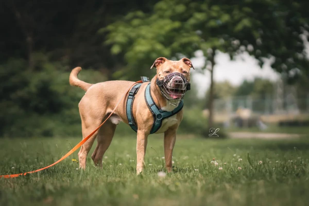 Bounty, American Staffordshire Terrier for adoption at Tierschutzverein Freiburg, Freiburg
