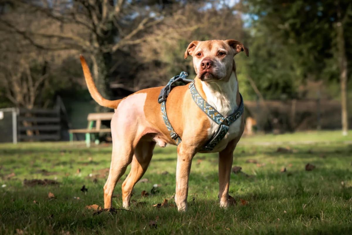 Nehmen Sie Kontakt zu uns auf, male senior American Staffordshire Terrier for adoption at Tierschutzverein Freiburg, Freiburg