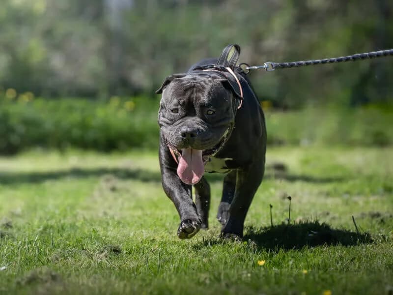 Nehmen Sie Kontakt zu uns auf, male 3yo mixed breed for adoption at Tierschutzverein Freiburg, Freiburg