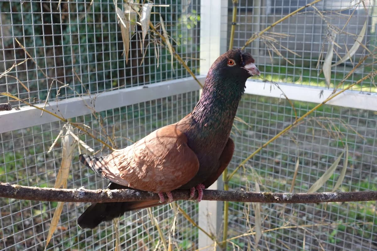 Nehmen Sie Kontakt zu uns auf, Mixed Breed for adoption at Tierschutzverein Freiburg, Freiburg