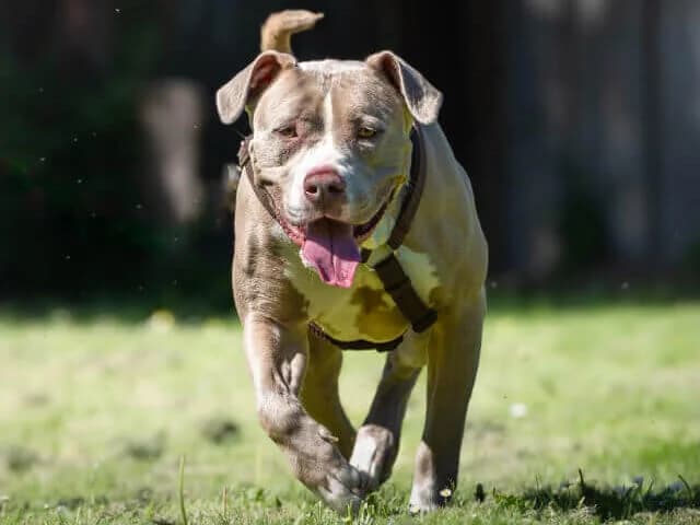 Nehmen Sie Kontakt zu uns auf, Mixed Breed for adoption at Tierschutzverein Freiburg, Freiburg