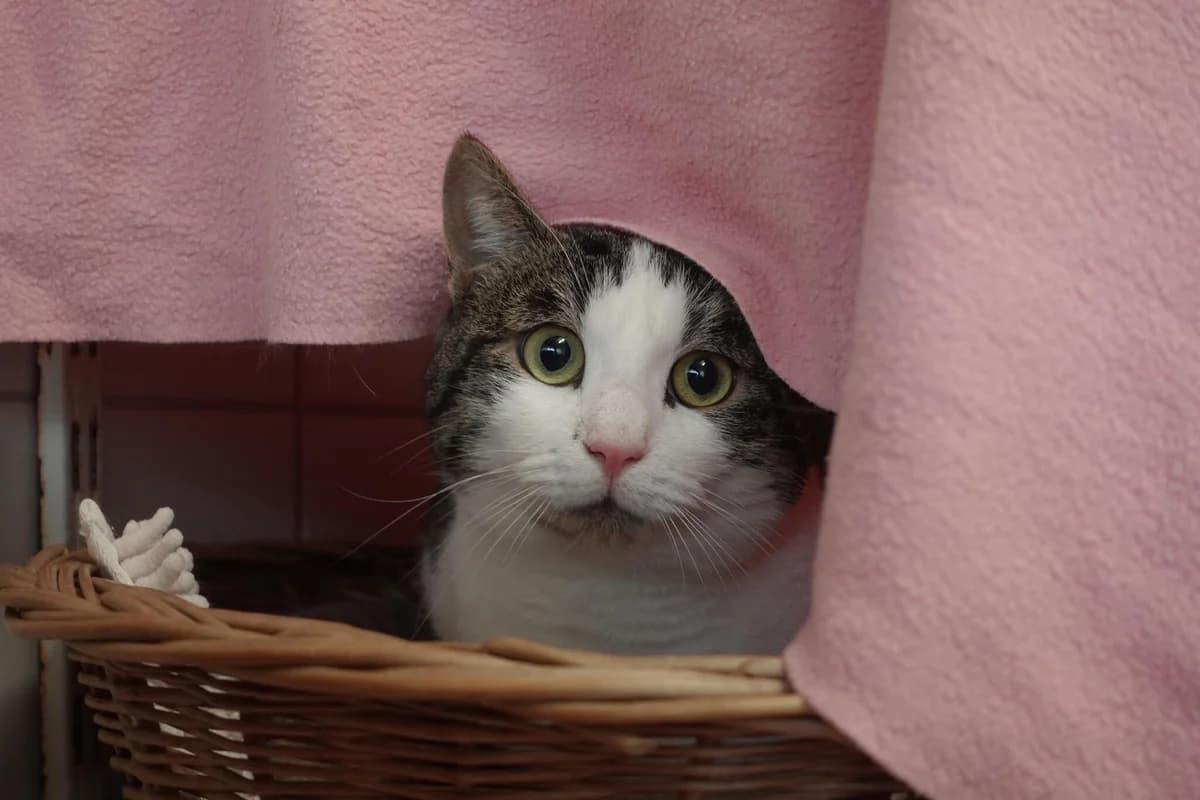 Hava, Mixed Breed for adoption at Tierschutzverein Freiburg, Freiburg