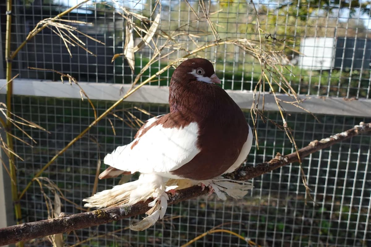 Nehmen Sie Kontakt zu uns auf, Mixed Breed for adoption at Tierschutzverein Freiburg, Freiburg