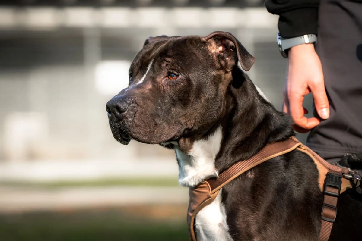Nehmen Sie Kontakt zu uns auf, 3yo Mixed Breed for adoption at Tierschutzverein Freiburg, Freiburg