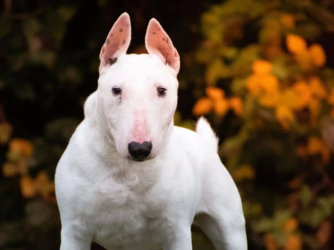 Nehmen Sie Kontakt zu uns auf, female 7yo Bull Terrier for adoption at Tierschutzverein Freiburg, Freiburg