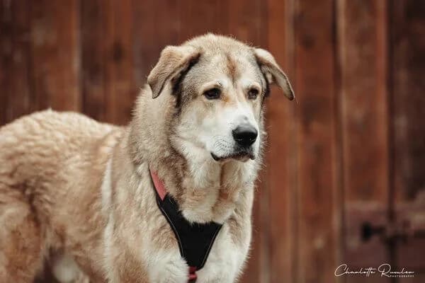 Nehmen Sie Kontakt zu uns auf, male senior Mixed Breed for adoption at Tierschutzverein Freiburg, Freiburg