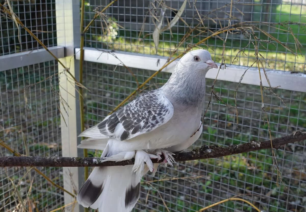 Nehmen Sie Kontakt zu uns auf, Mixed Breed for adoption at Tierschutzverein Freiburg, Freiburg