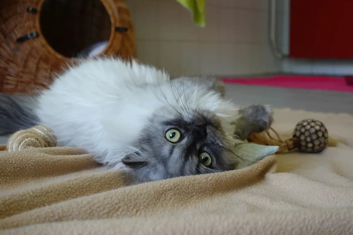Animal-Hoarding-Katzen, 4yo Mixed Breed for adoption at Tierschutzverein Freiburg, Freiburg